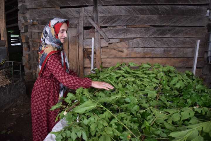 پروانه هایی که با عشق پیله می‌شوند