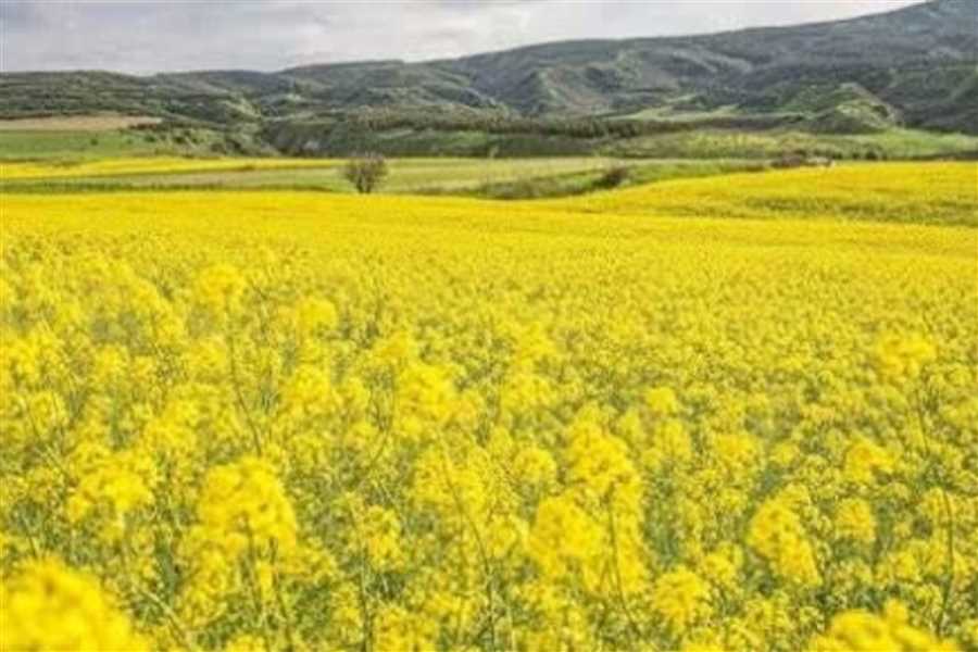 آغاز کشت پاییزه در مازندران