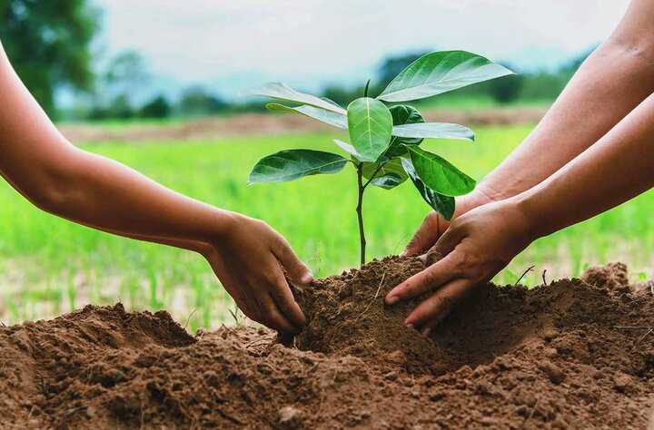 اجرای طرح مردمی « از بذر تا نهال» در غرب مازندران