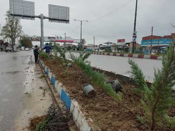 کاشت 1900 اصله درختچه در بلوارهای قائمشهر